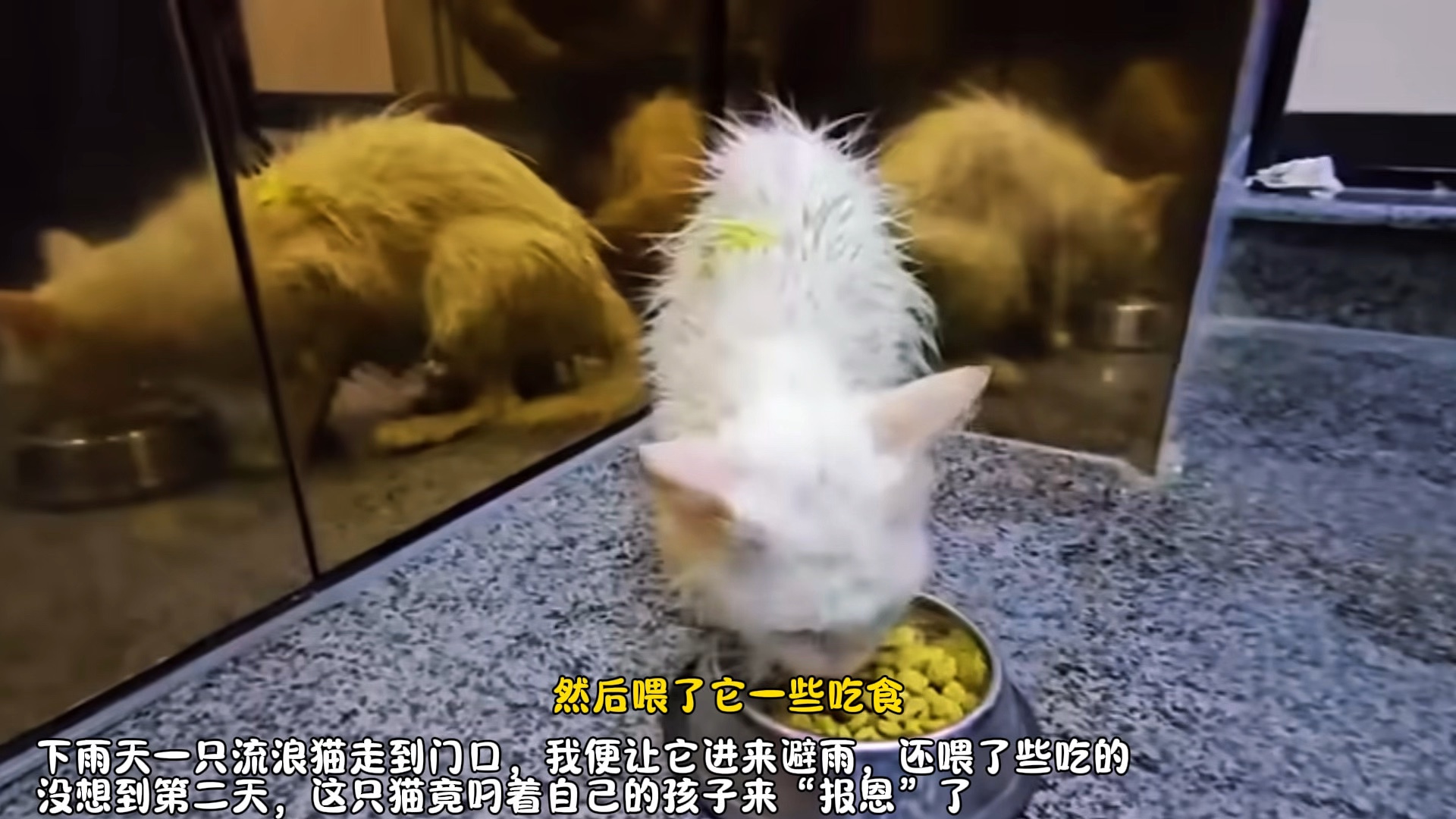 雨天让流浪猫躲雨，没想到第二天它居然叼来孩子报恩