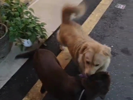 这条小黄狗要和我家的小母狗格格谈恋爱，天天在单元门口堵我俩