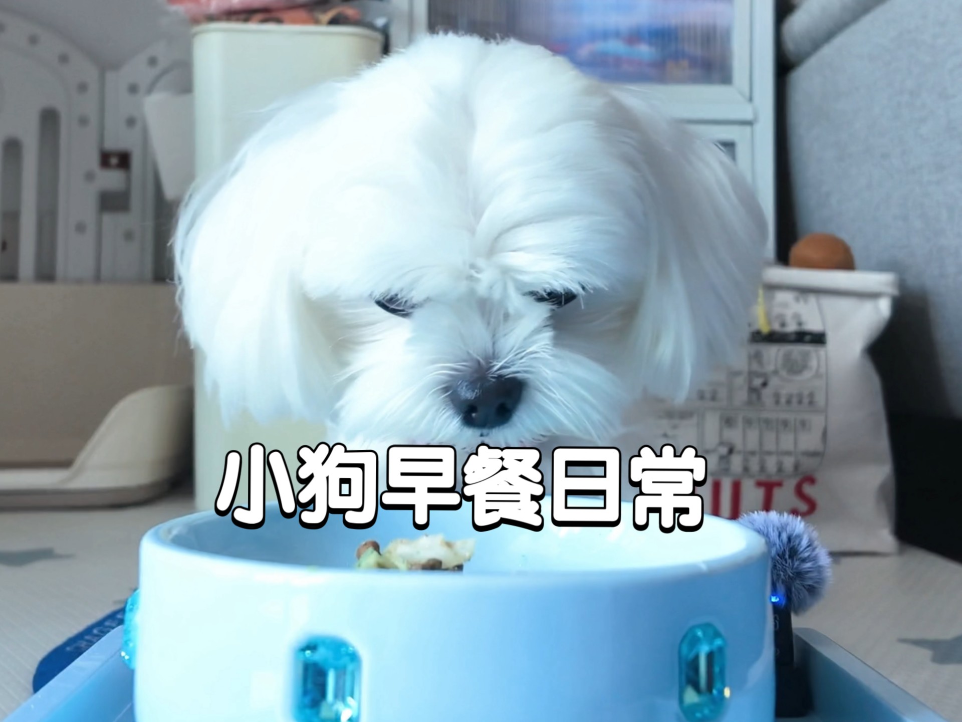 沉浸式看小狗吃早餐 今天吃超大饼干