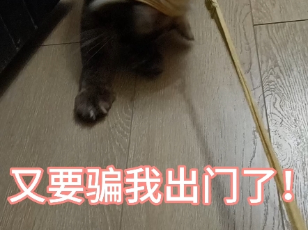 我真的就是想带它出去散个步#猫咪的迷惑行为 #猫咪日常  #戏