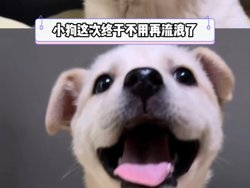 小狗一步一步爬，求到了它的文殊菩萨！