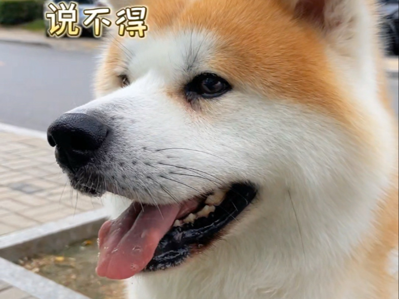 我家狗脾气大！只能宠着，不能惹！