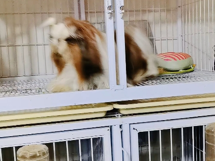 西施犬（甜茶）！