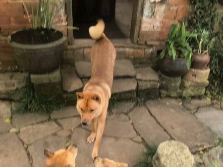 狗兄狗弟的#狗狗 #萌宠出道计划 #保护中华田园犬 #中华田园