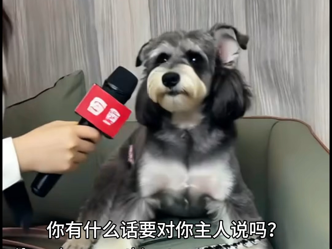 小狗凑热闹