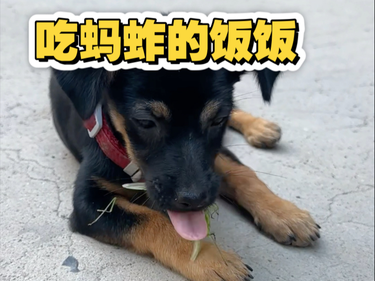 朕的毛毛之吃蚂蚱的饭饭