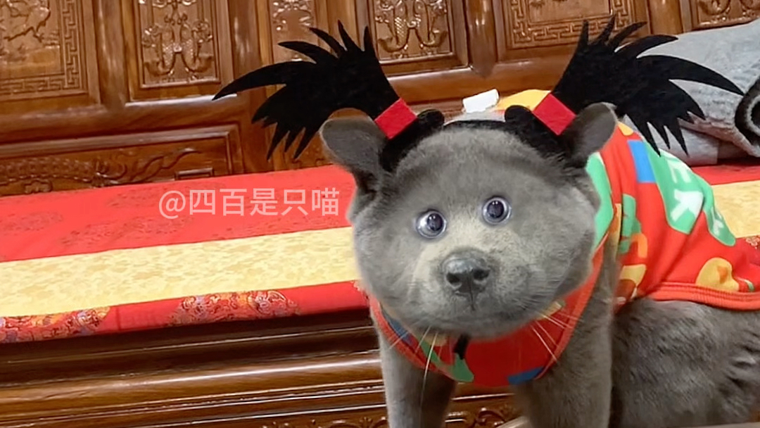 【四百是只喵】新作上线，快来看看！