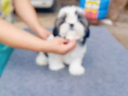 西施犬弟弟！