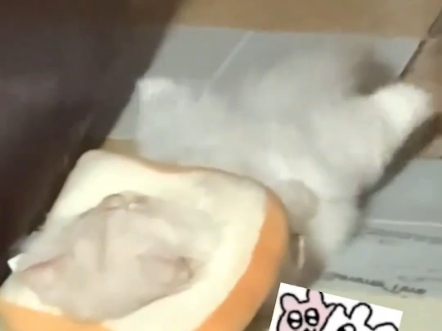 看来换砂换对了#猫砂#除臭猫砂#猫咪的迷惑行为#猫砂推荐#猫
