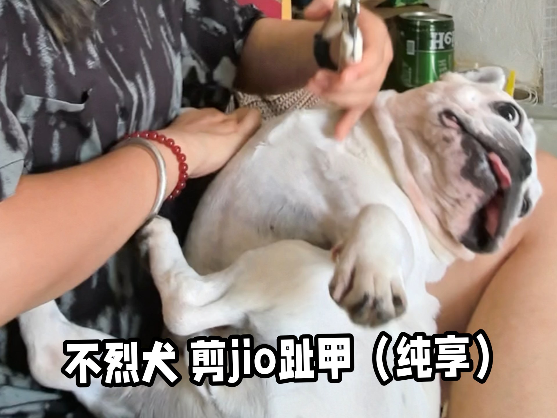 不烈犬 剪jio趾甲（纯享）
