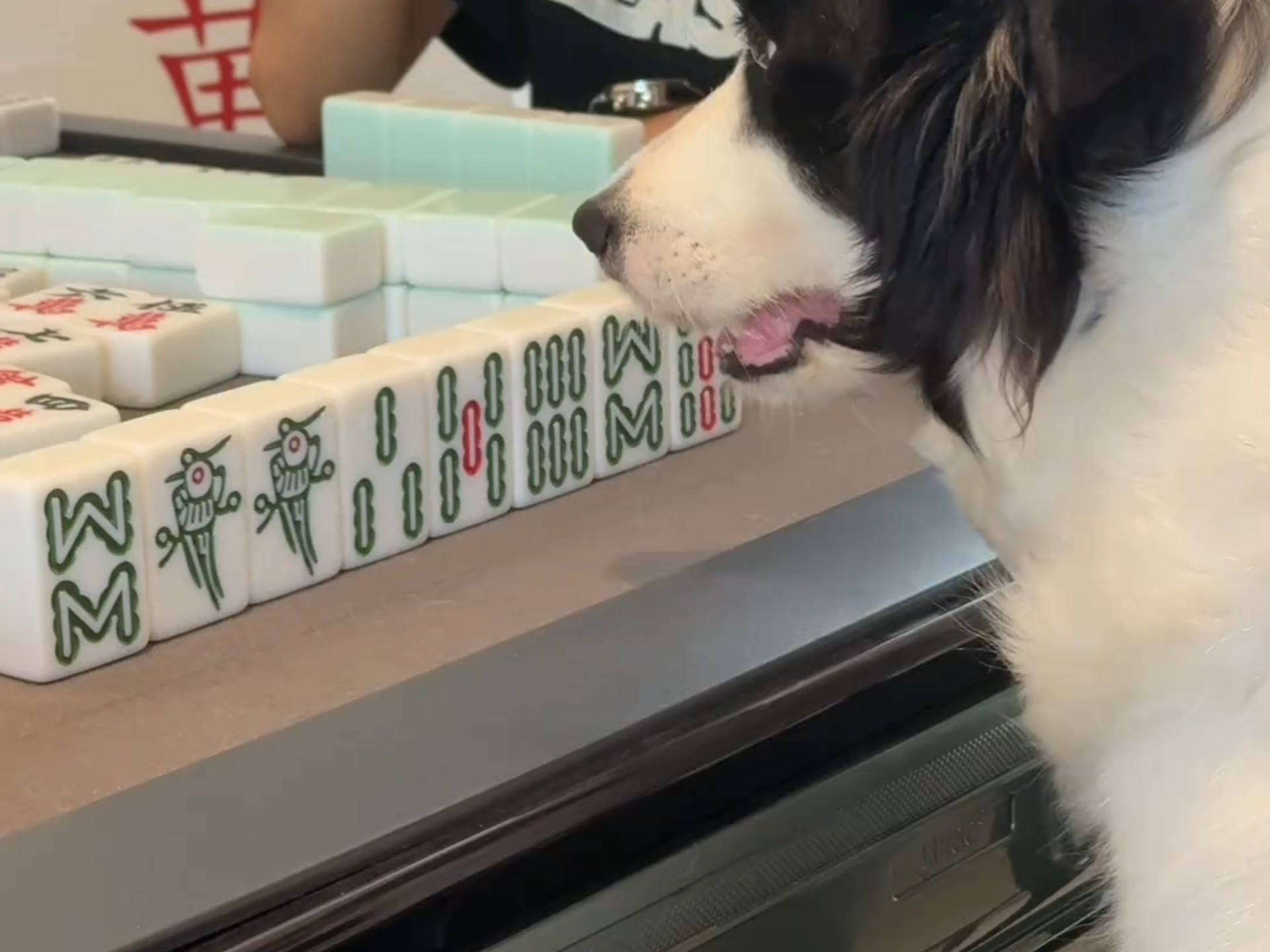 狗狗打麻将开始以为它是菜鸟 看到最后才发现它才是王者