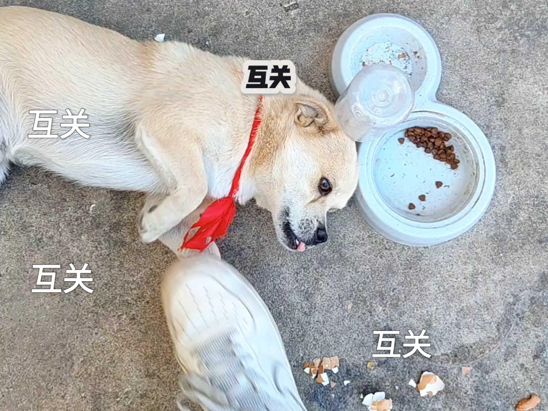 互关，互关，互关一下，我就踹我家狗一次