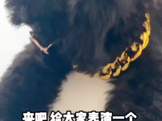 #可爱狗#狗子的内心世界