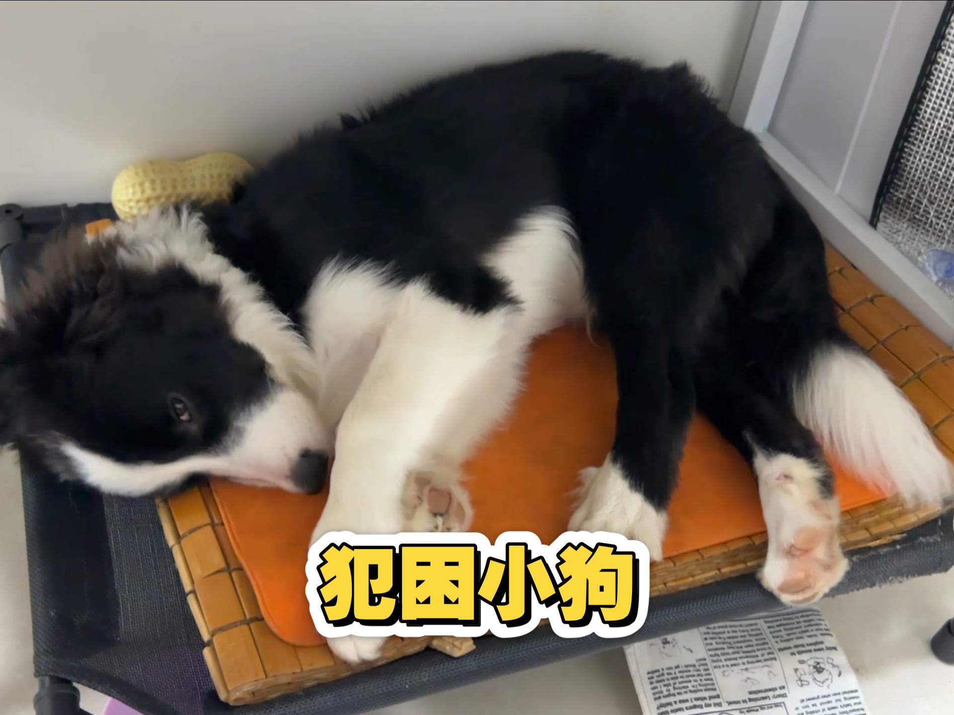 犯困小狗