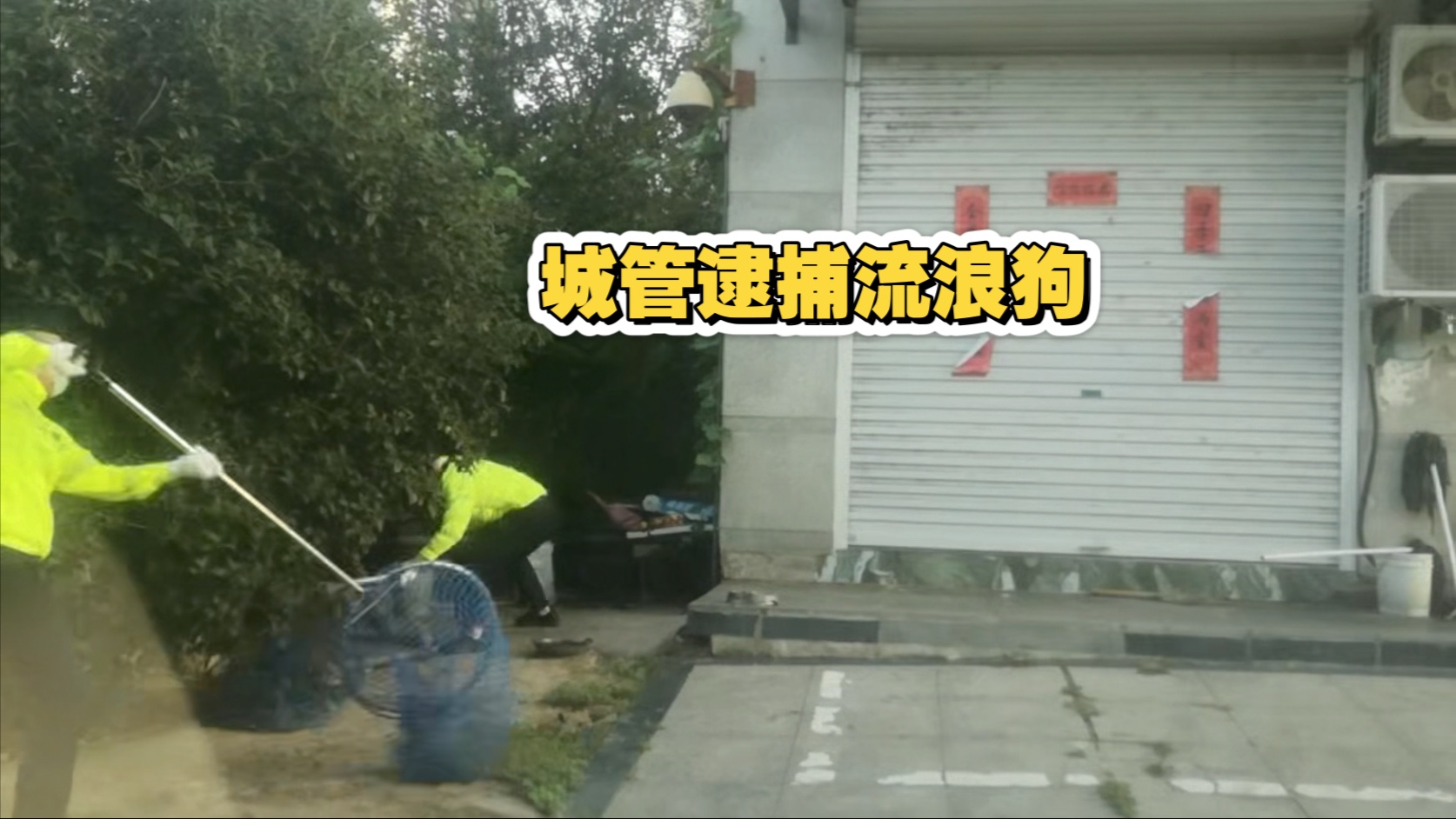 第一视角观看城管逮捕流浪狗