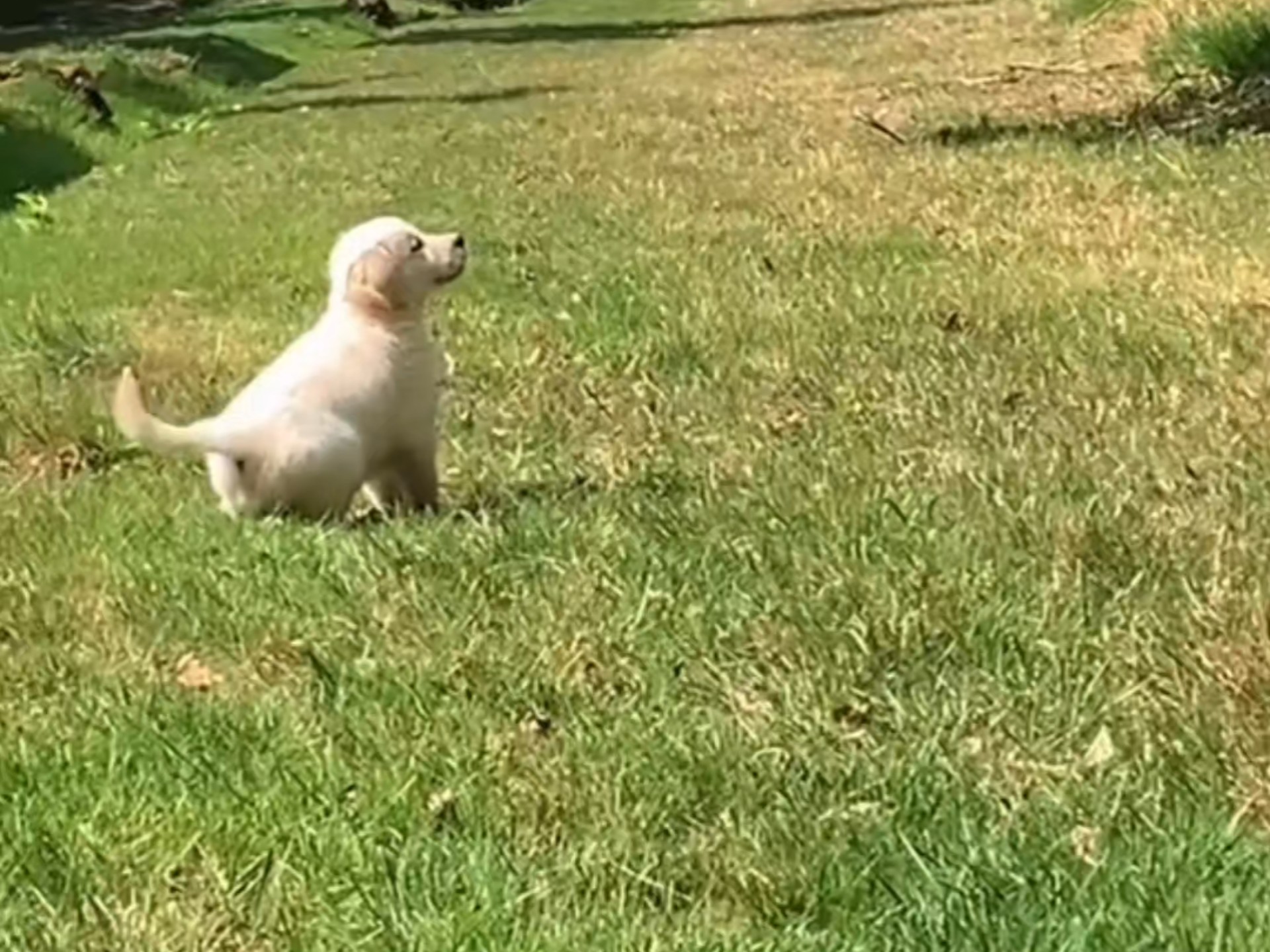 狗狗是治愈不开心的良药