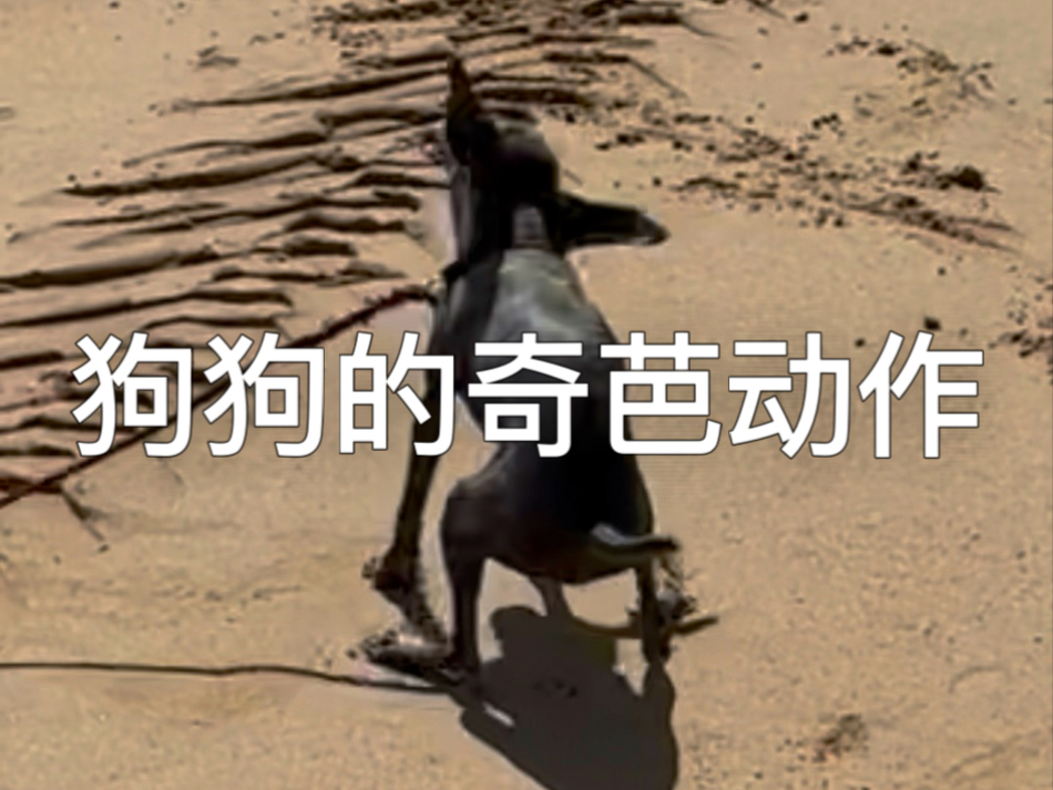 狗狗的奇芭动作