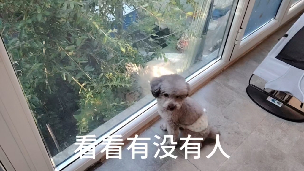 看门的小狗子看到狗狗路过要出门撵