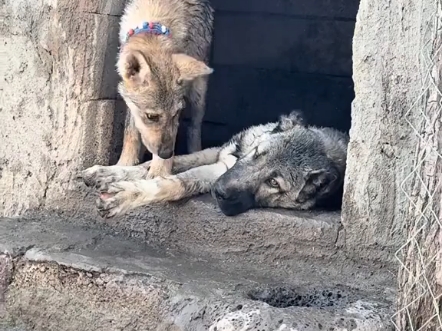 【猎犬世界】视频已打包，欢迎围观！