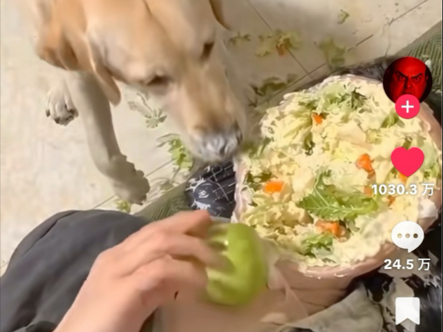 狗吃苹果，吃出事了！还得是AI这一块啊！