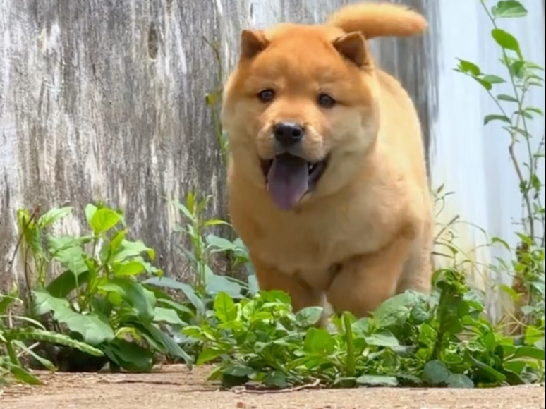 克进DNA的忠诚是他们与生俱来的品质 #中华田园犬 #黄狗白面 