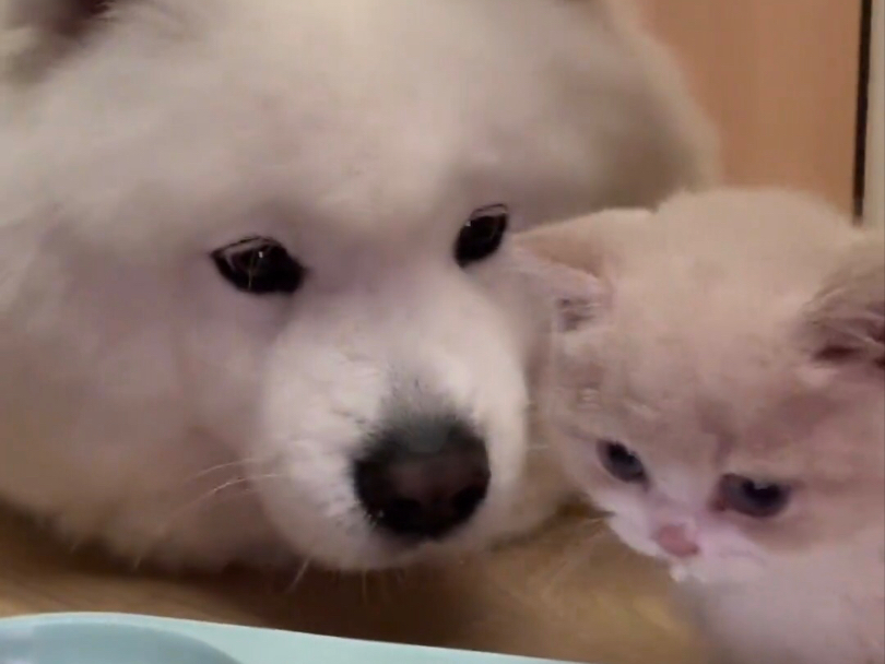 当你的小狗有了一只小猫时