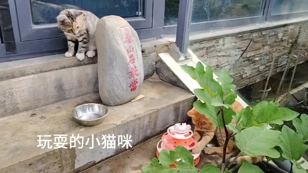 玩耍的小猫咪