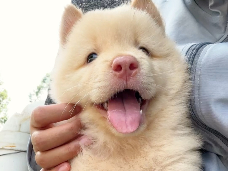 买到假狗了？