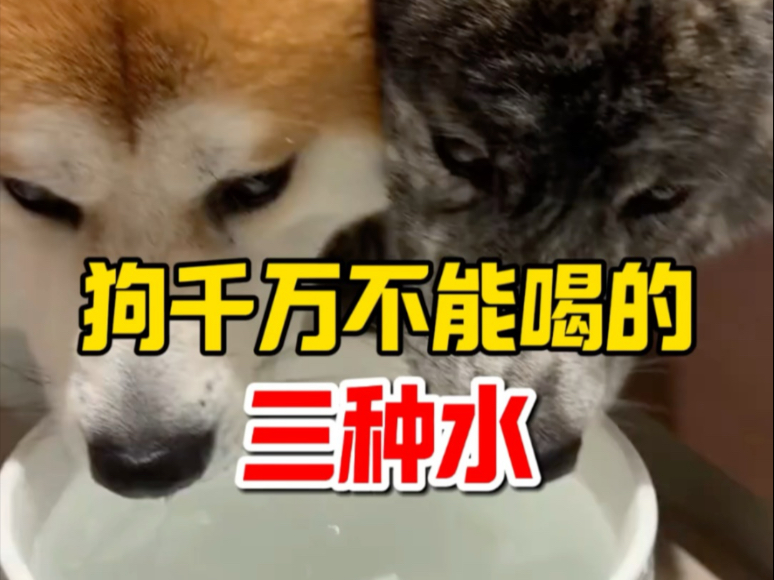狗千万不能喝的3种水