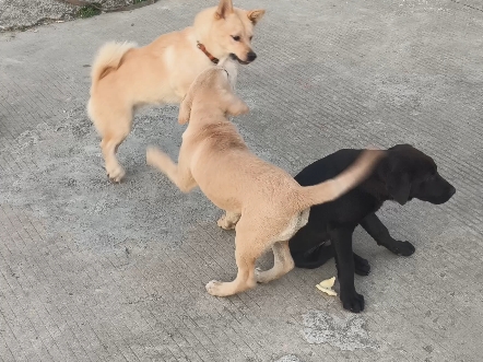 小黑不是很喜欢一起玩耍