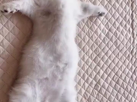肖申喵的救赎