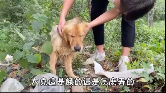 金毛遭主人拋棄，餓得奄奄壹息，全身瘦得只剩皮包骨，虛弱到站都站