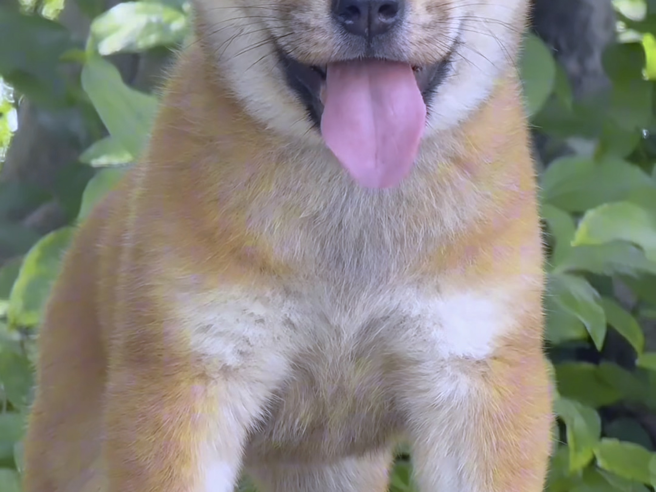 一只顶级的黄狗白面#中华田园犬 #黄狗白面 #广西土猎犬 #不