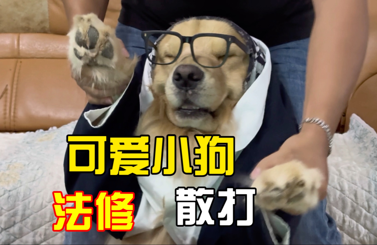 一拳召唤出一个可爱小狗