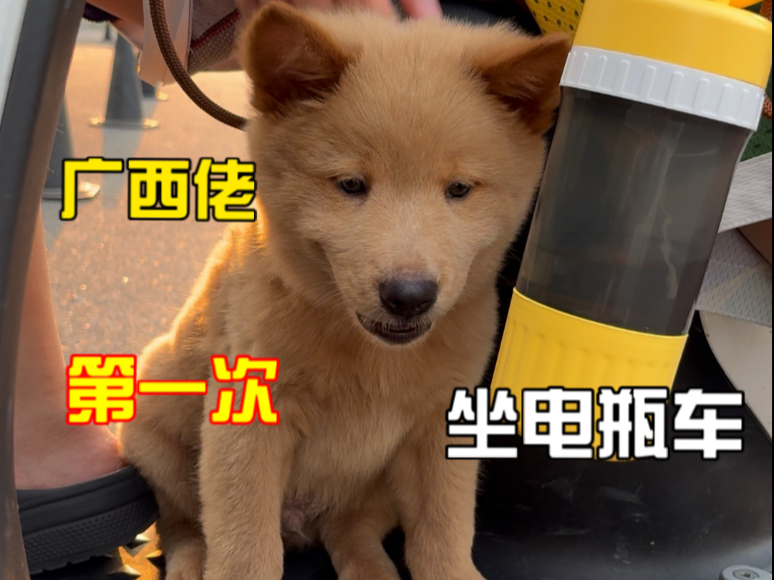 广西佬第一次做坐电瓶车居然这样？