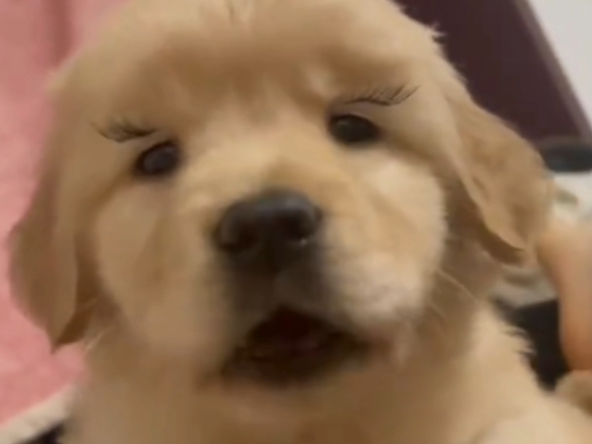 人，你有小狗的卡姿兰大眼睛吗