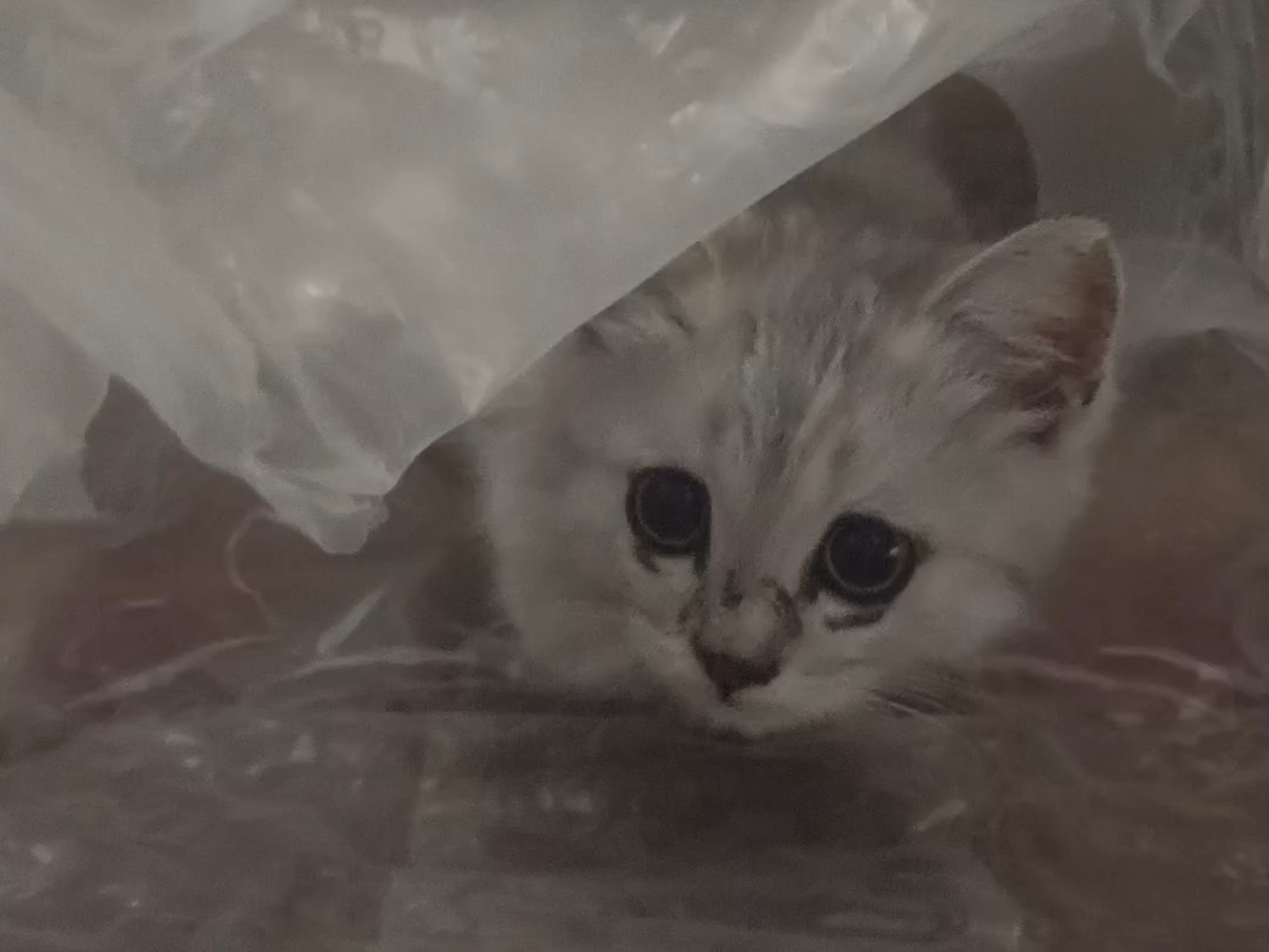 小老鼠视角 再看就把你吃掉哦！