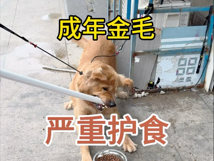 金毛严重护食
