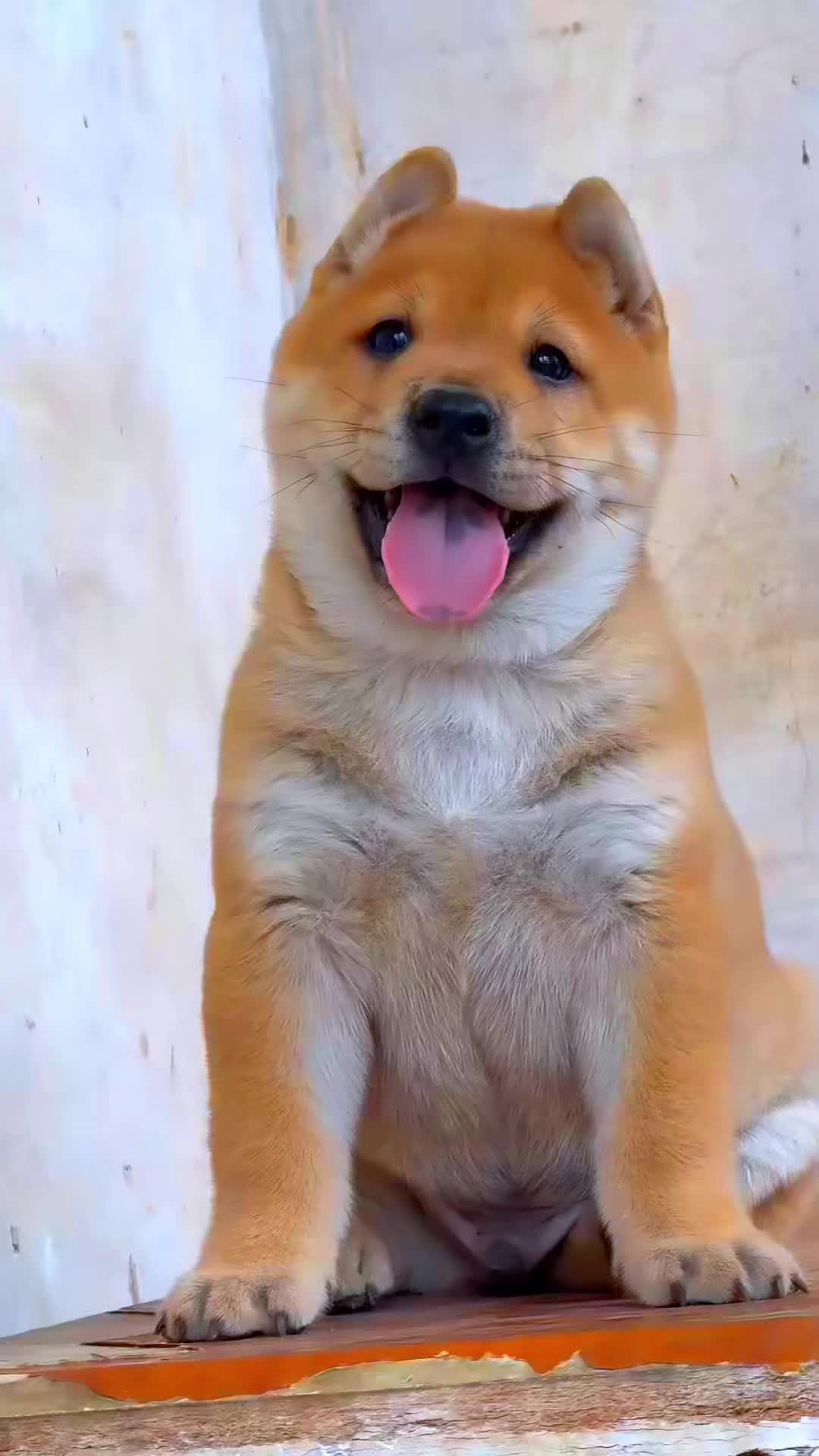 果然还得是老祖宗严选，经典永不过时#中华田园犬 #黄狗白面 #