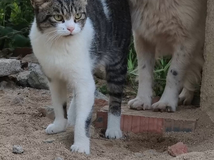 【猫】猫猫面对鹅霸一把把狗子护在身后