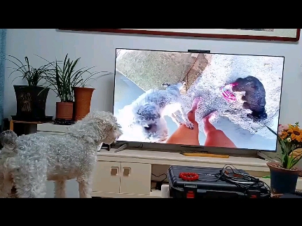 看电视的毛孩子