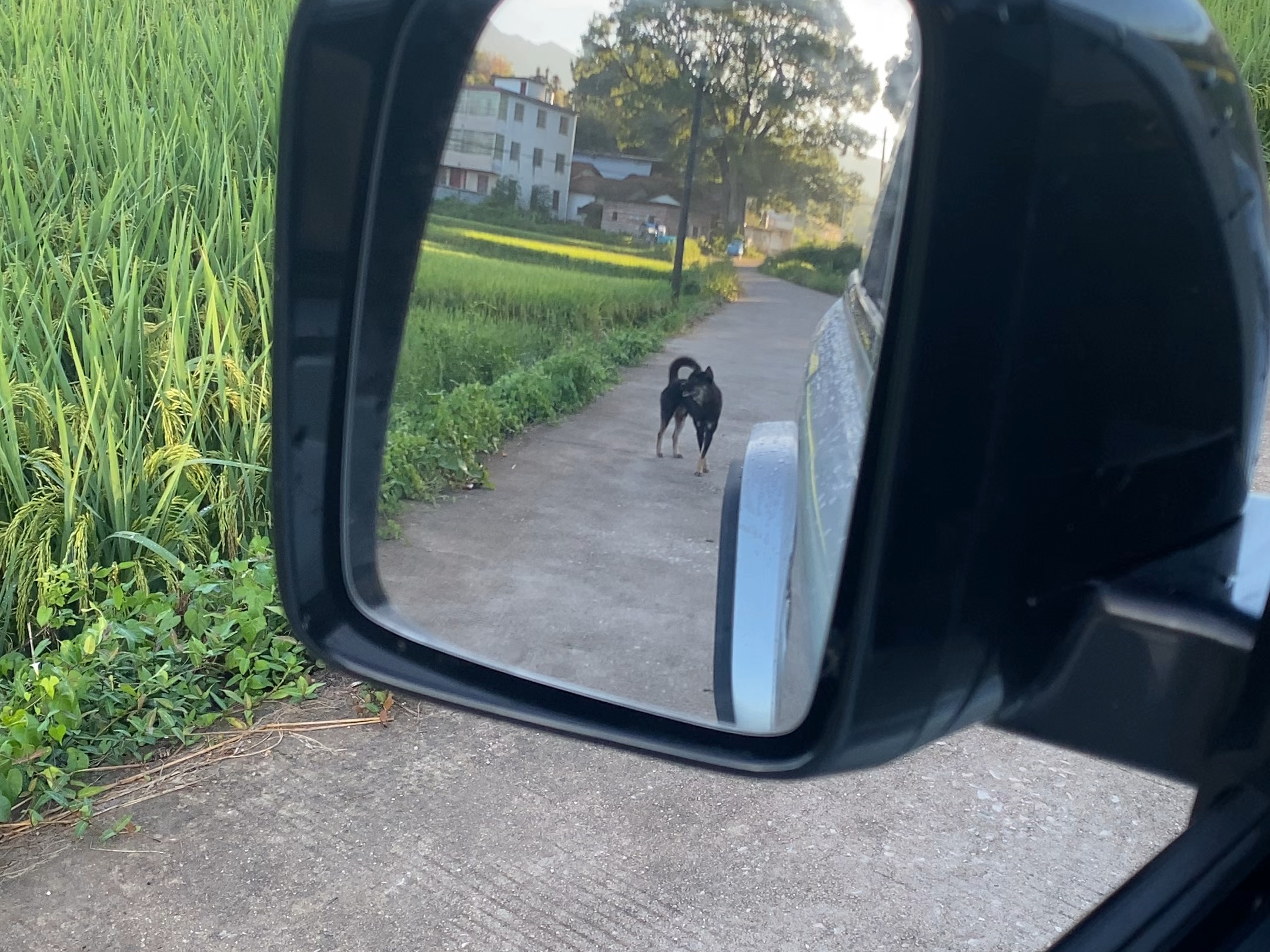 逗狗！
