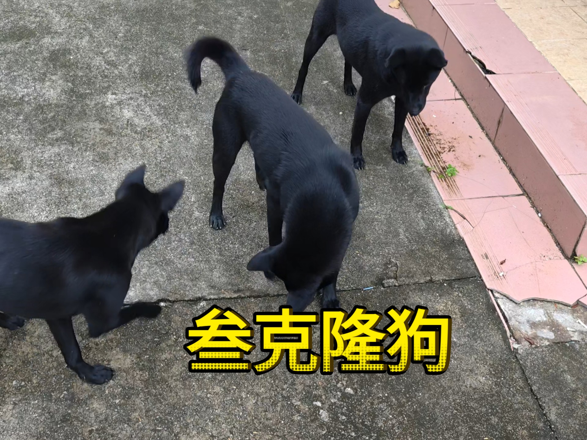 一个模子刻出来的三个狗