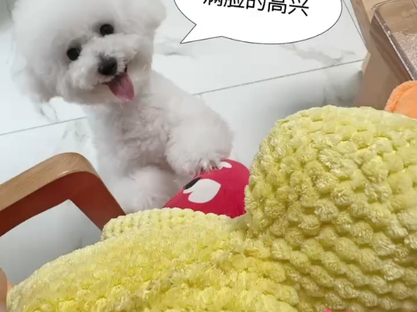小糖宝