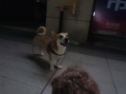 狗子也要争宠