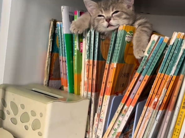 世界破破烂烂，小猫缝缝补补，啾咪
