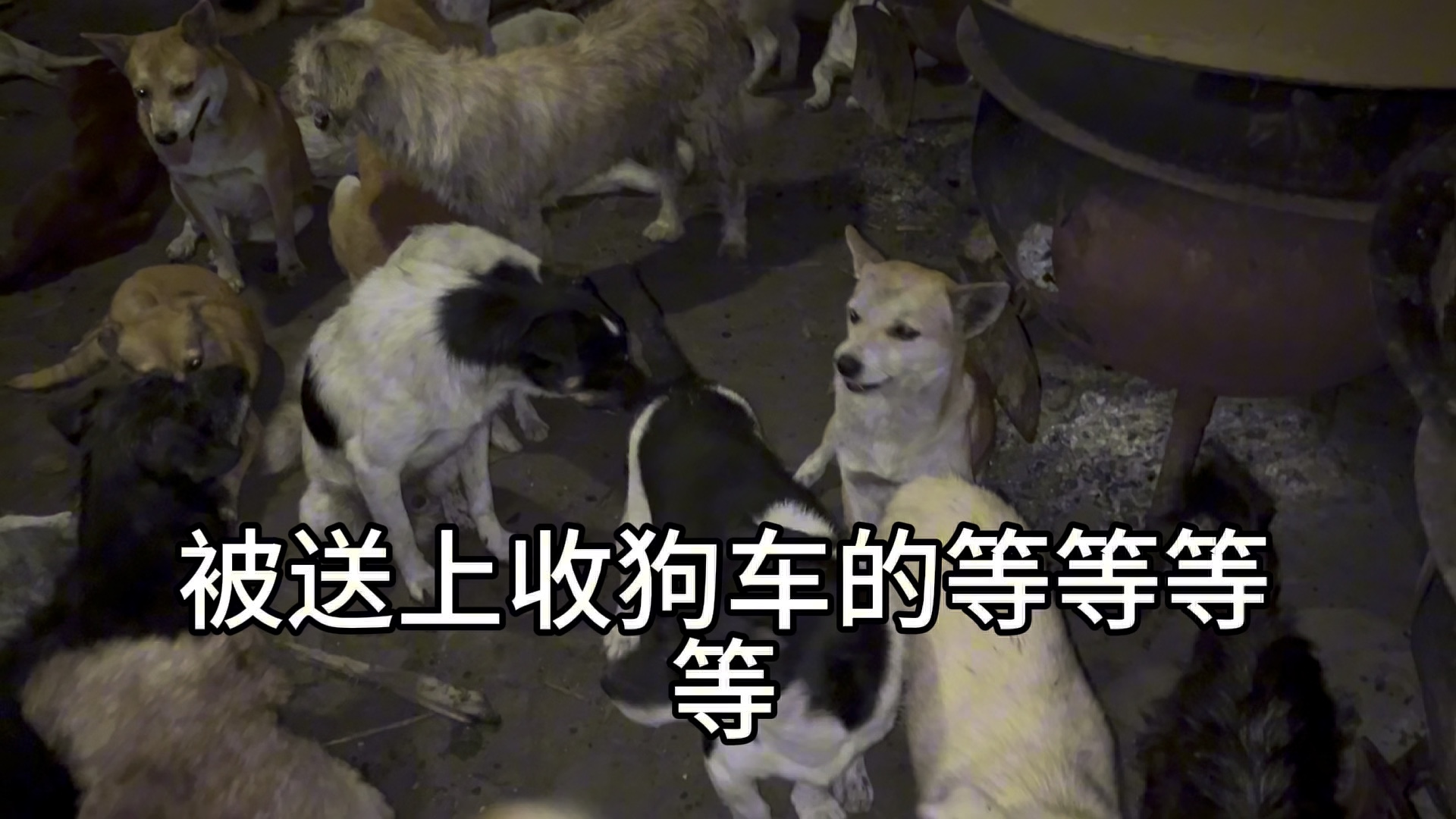 #善待每一个无声的小生灵