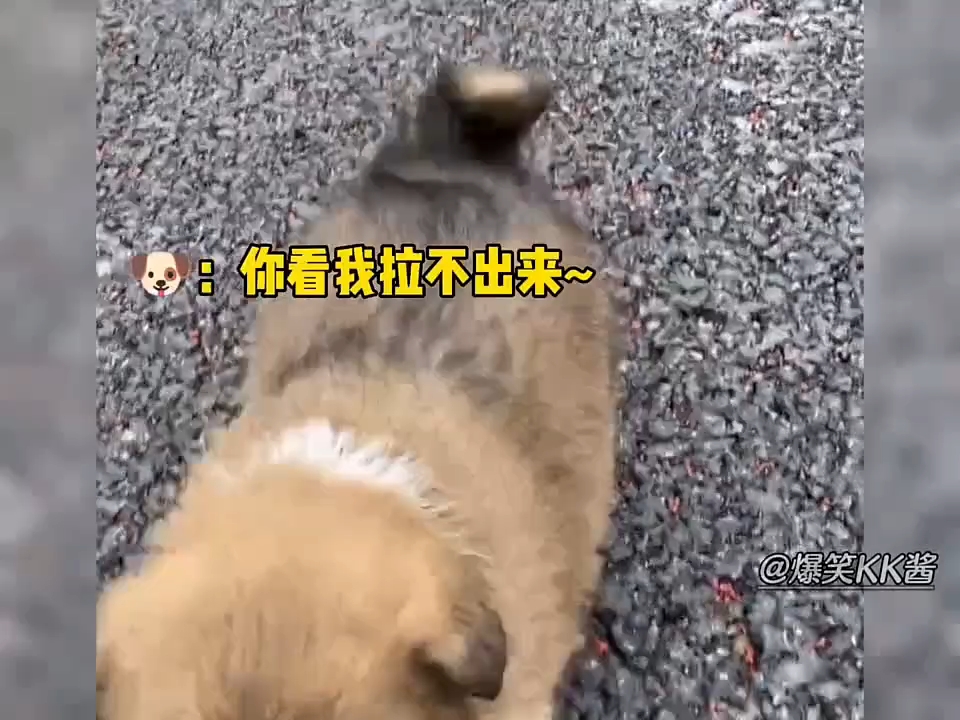 它好像知道自己很可爱