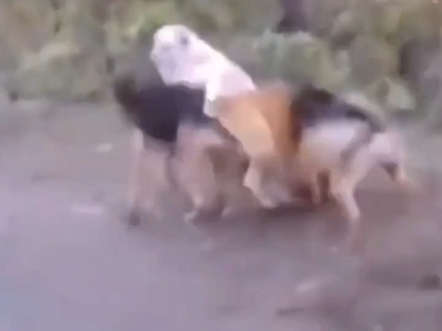 狗交配