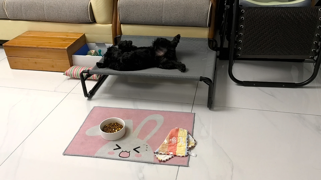 吃肉骨头没吃过瘾发脾气